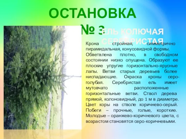 ОСТАНОВКА № 3 ЕЛЬ КОЛЮЧАЯ СЕРЕБРИСТАЯ Крона стройная, симметрично пирамидальная,