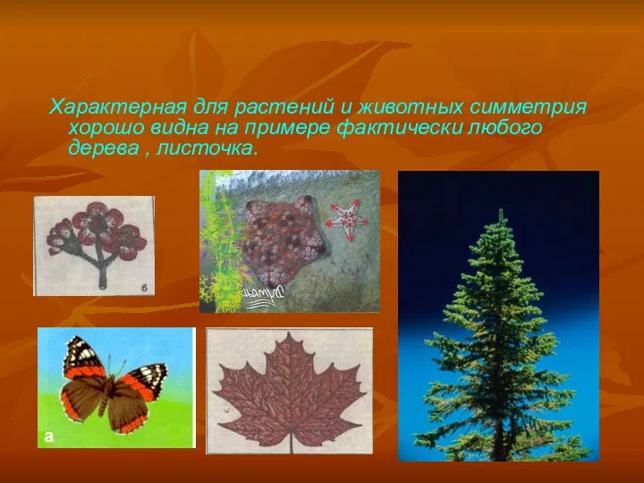 Характерная для растений и животных симметрия хорошо видна на примере фактически любого дерева , листочка.