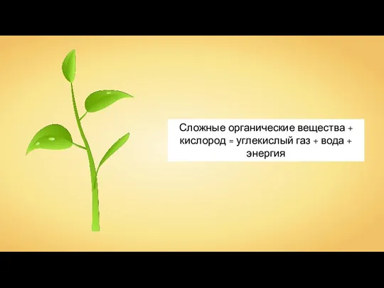 Сложные органические вещества + кислород = углекислый газ + вода + энергия