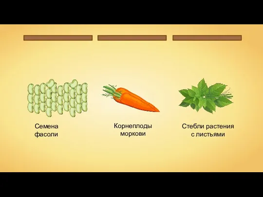 Семена фасоли Корнеплоды моркови Стебли растения с листьями