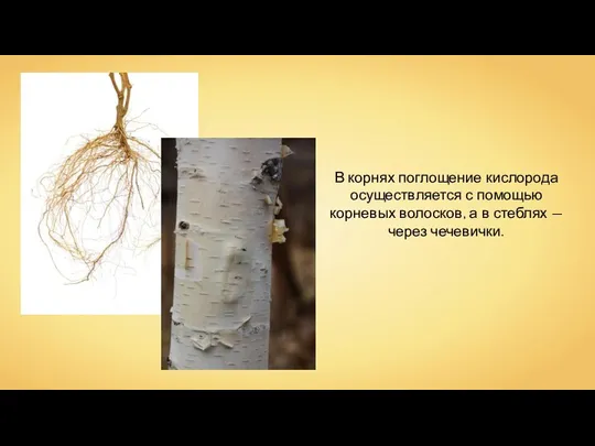 В корнях поглощение кислорода осуществляется с помощью корневых волосков, а в стеблях — через чечевички.