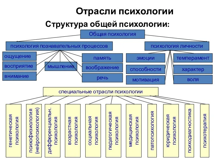 Отрасли психологии Структура общей психологии: Общая психология психология личности психология