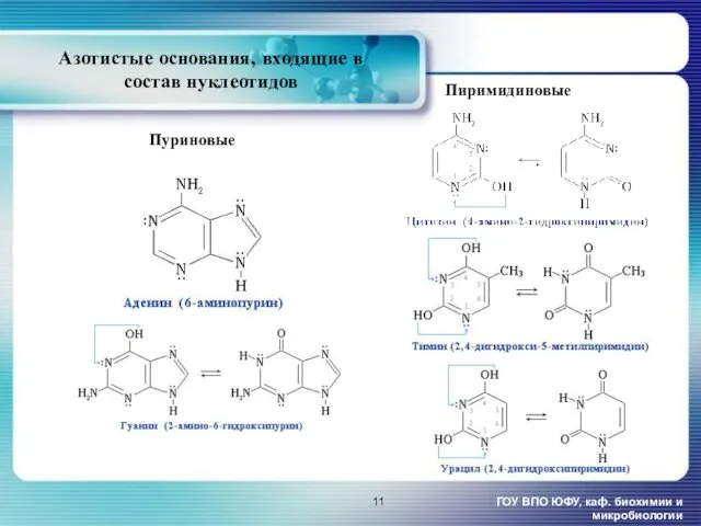Азотистые основания, входящие в состав нуклеотидов ГОУ ВПО ЮФУ, каф. биохимии и микробиологии Пиримидиновые Пуриновые