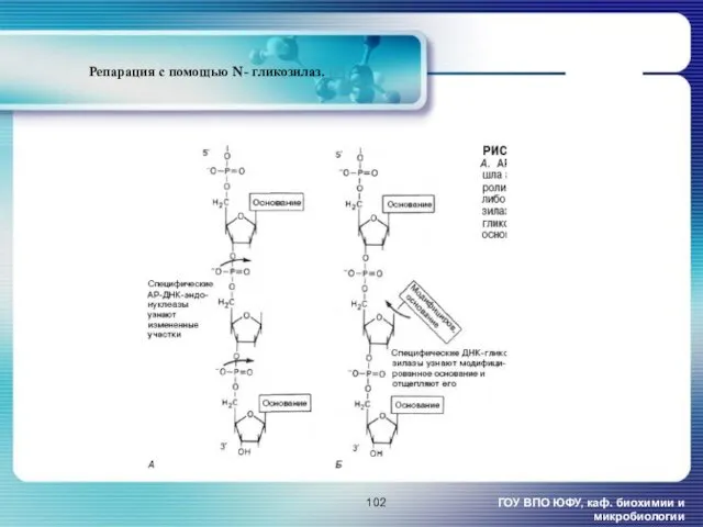 Репарация с помощью N- гликозилаз. [2] ГОУ ВПО ЮФУ, каф. биохимии и микробиологии