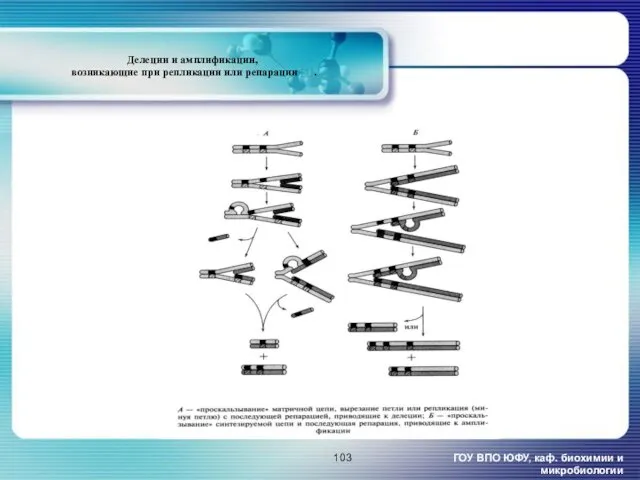 Делеции и амплификации, возникающие при репликации или репарации [1]. ГОУ ВПО ЮФУ, каф. биохимии и микробиологии