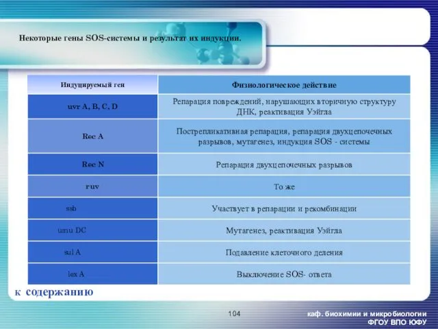 каф. биохимии и микробиологии ФГОУ ВПО ЮФУ Некоторые гены SOS-системы и результат их индукции. К содержанию