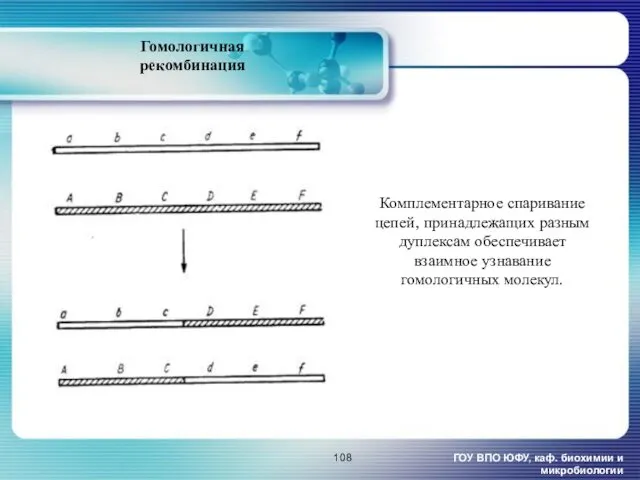 ГОУ ВПО ЮФУ, каф. биохимии и микробиологии Гомологичная рекомбинация Комплементарное