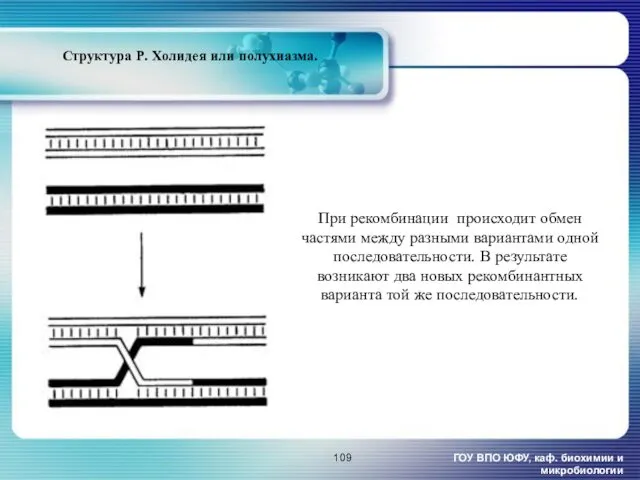 ГОУ ВПО ЮФУ, каф. биохимии и микробиологии Структура Р. Холидея