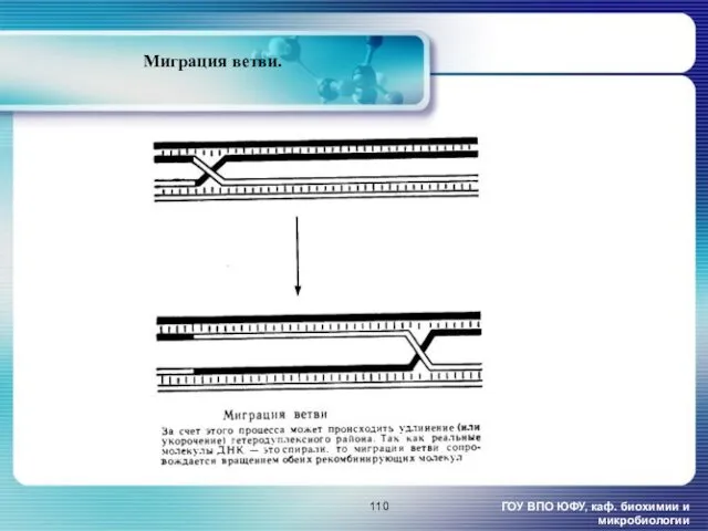 ГОУ ВПО ЮФУ, каф. биохимии и микробиологии Миграция ветви.
