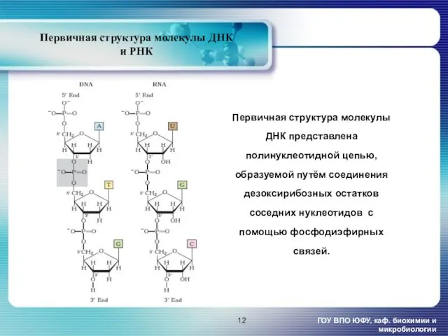 Первичная структура молекулы ДНК и РНК ГОУ ВПО ЮФУ, каф.