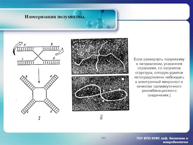 ГОУ ВПО ЮФУ, каф. биохимии и микробиологии Изомеризация полухиазмы. Если