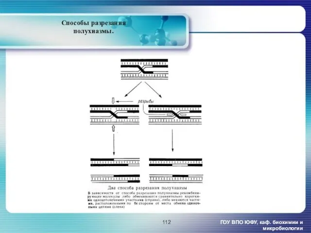 ГОУ ВПО ЮФУ, каф. биохимии и микробиологии Способы разрезания полухиазмы.
