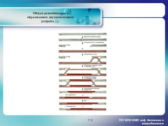 Общая рекомбинация с образованием двухцепочечного разрыва [2]. ГОУ ВПО ЮФУ, каф. биохимии и микробиологии