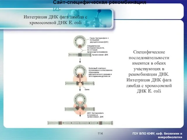 Сайт-специфическая рекомбинация [2]. ГОУ ВПО ЮФУ, каф. биохимии и микробиологии