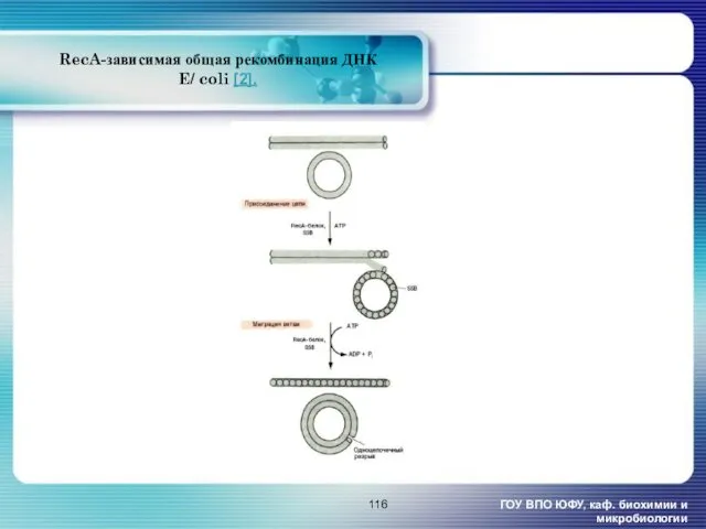 RecA-зависимая общая рекомбинация ДНК E/ coli [2]. ГОУ ВПО ЮФУ, каф. биохимии и микробиологии
