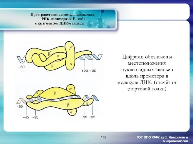 Пространственная модель комплекса РНК-полимеразы E. coli с фрагментом ДНК-матрицы [9].