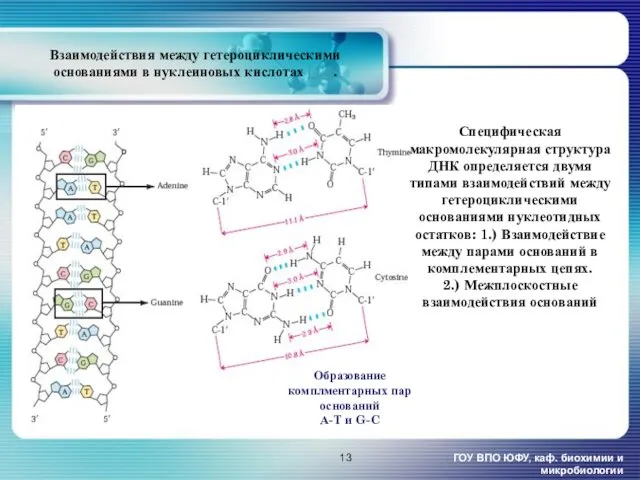 Взаимодействия между гетероциклическими основаниями в нуклеиновых кислотах [12]. ГОУ ВПО