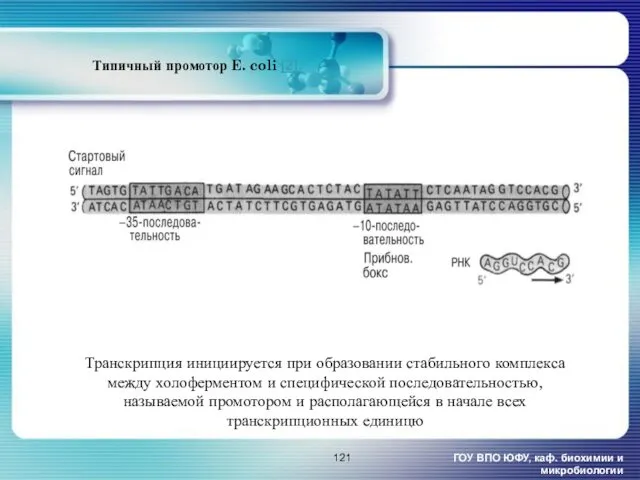 Типичный промотор E. coli [2]. ГОУ ВПО ЮФУ, каф. биохимии