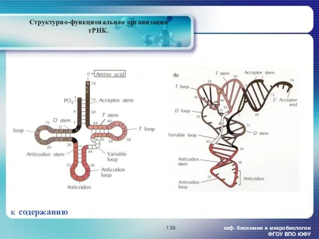 каф. биохимии и микробиологии ФГОУ ВПО ЮФУ Структурно-функциональная организация тРНК. К содержанию