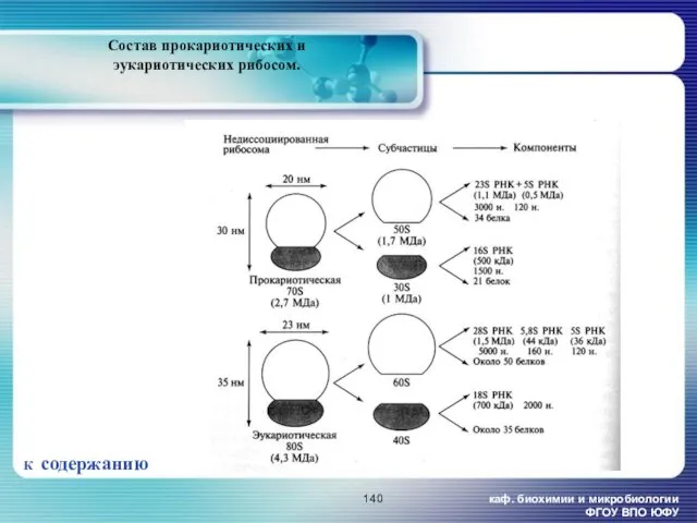 каф. биохимии и микробиологии ФГОУ ВПО ЮФУ Состав прокариотических и эукариотических рибосом. К содержанию