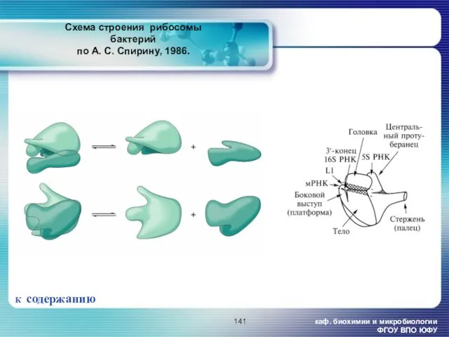 каф. биохимии и микробиологии ФГОУ ВПО ЮФУ Схема строения рибосомы