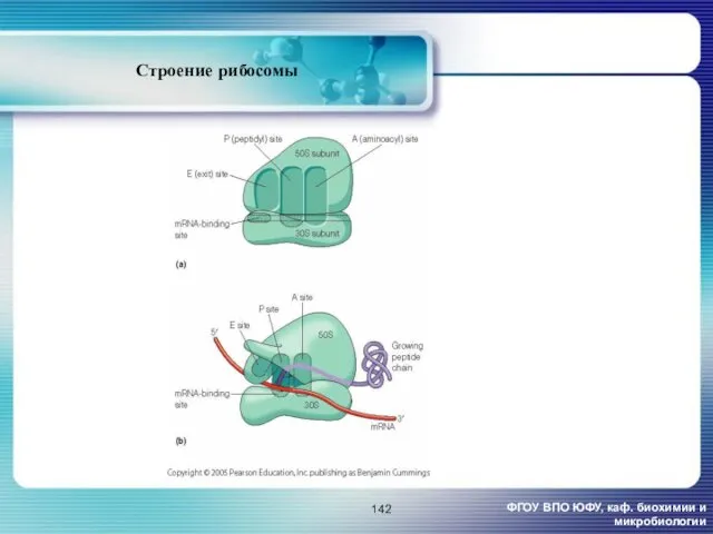 Строение рибосомы ФГОУ ВПО ЮФУ, каф. биохимии и микробиологии