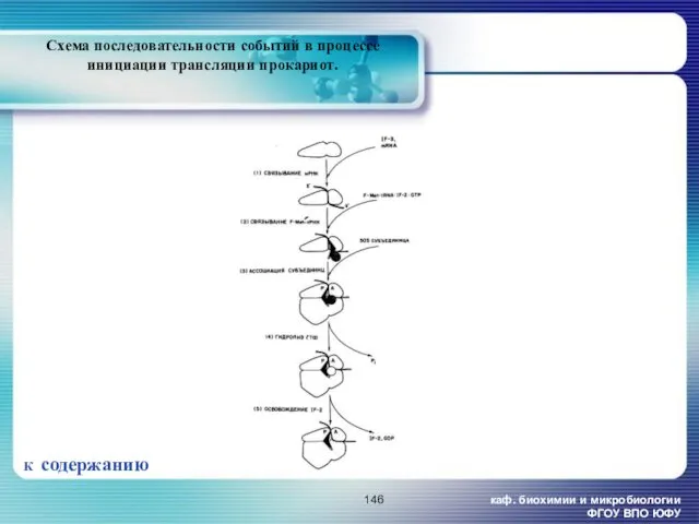 каф. биохимии и микробиологии ФГОУ ВПО ЮФУ Схема последовательности событий