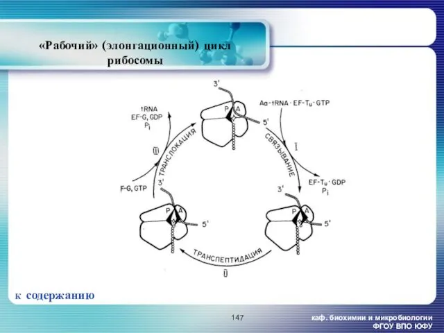 каф. биохимии и микробиологии ФГОУ ВПО ЮФУ «Рабочий» (элонгационный) цикл рибосомы К содержанию