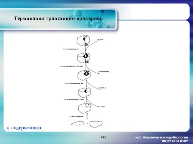 каф. биохимии и микробиологии ФГОУ ВПО ЮФУ Терминация трансляции прокариот. К содержанию