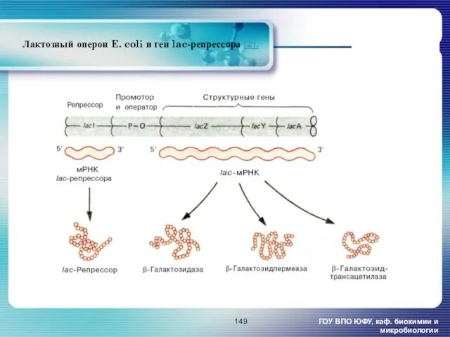 Лактозный оперон E. coli и ген lac-репрессора [2]. ГОУ ВПО ЮФУ, каф. биохимии и микробиологии