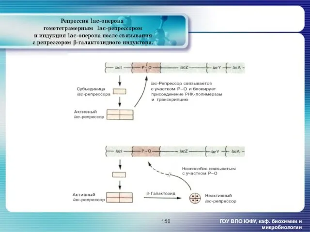 Репрессия lac-оперона гомотетрамерным lac-репрессором и индукция lac-оперона после связывания с