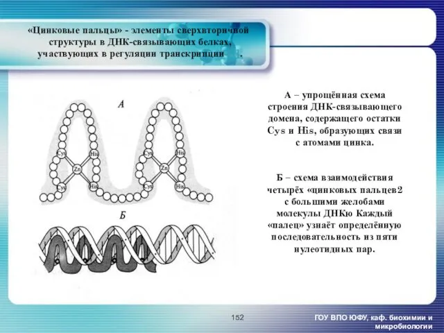 «Цинковые пальцы» - элементы сверхвторичной структуры в ДНК-связывающих белках, участвующих
