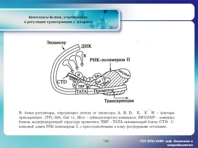 Комплексы белков, участвующих в регуляции транскрипции у эукариот. ГОУ ВПО