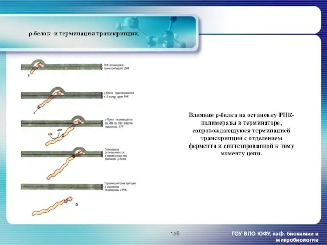 Влияние ρ-белка на остановку РНК-полимеразы в терминаторе, сопровождающуюся терминацией транскрипции