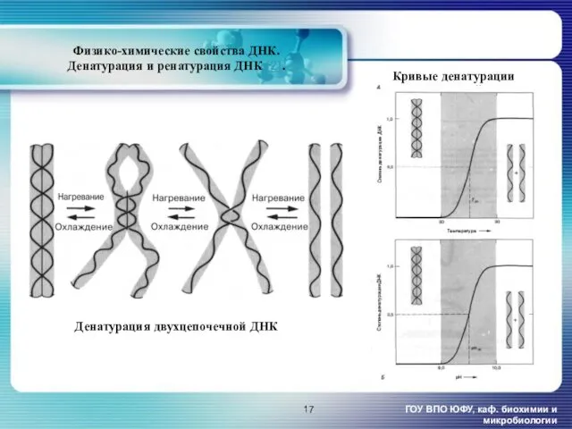 Физико-химические свойства ДНК. Денатурация и ренатурация ДНК [2]. ГОУ ВПО