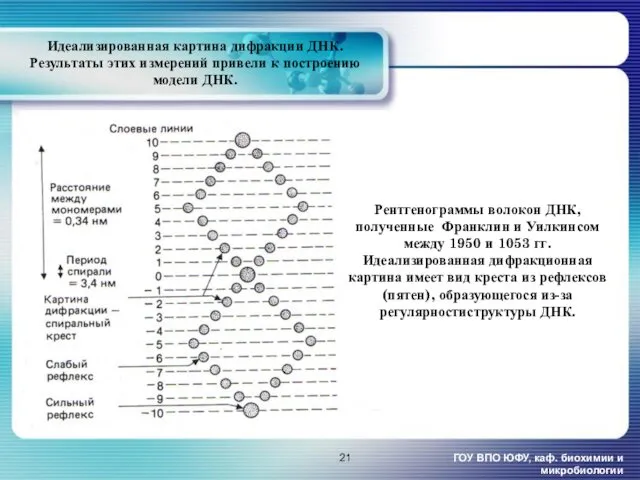 Идеализированная картина дифракции ДНК. Результаты этих измерений привели к построению