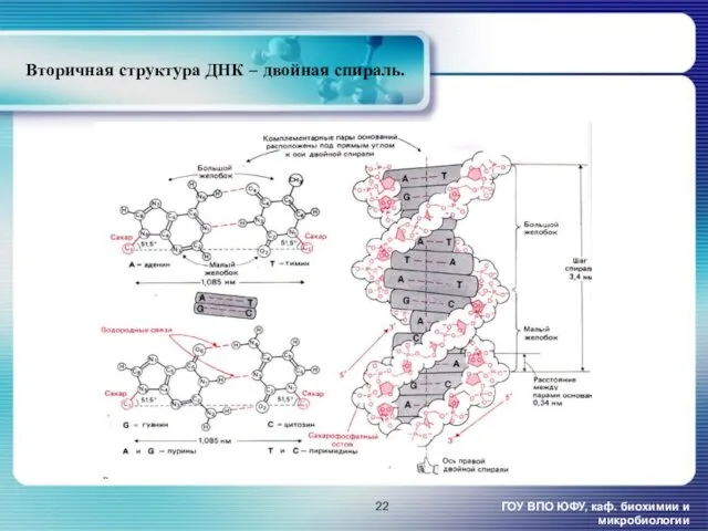 Вторичная структура ДНК – двойная спираль. ГОУ ВПО ЮФУ, каф. биохимии и микробиологии