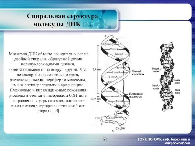 Спиральная структура молекулы ДНК [2]. ГОУ ВПО ЮФУ, каф. биохимии