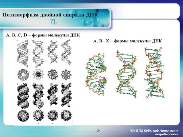 Полиморфизм двойной спирали ДНК [1, 7]. ГОУ ВПО ЮФУ, каф.