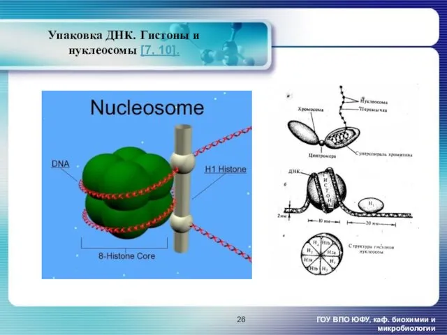 Упаковка ДНК. Гистоны и нуклеосомы [7, 10]. ГОУ ВПО ЮФУ, каф. биохимии и микробиологии