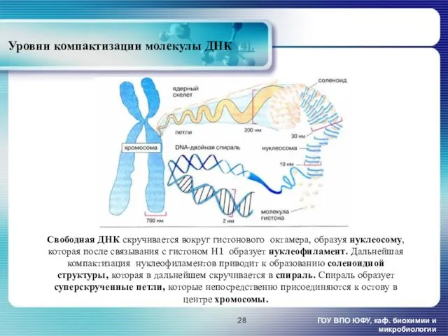 Уровни компактизации молекулы ДНК [4]. ГОУ ВПО ЮФУ, каф. биохимии