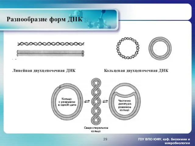 Разнообразие форм ДНК [2]. ГОУ ВПО ЮФУ, каф. биохимии и