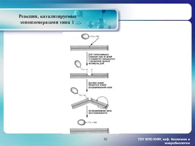 Реакции, катализируемые топоизомеразами типа 1 [2]. ГОУ ВПО ЮФУ, каф. биохимии и микробиологии