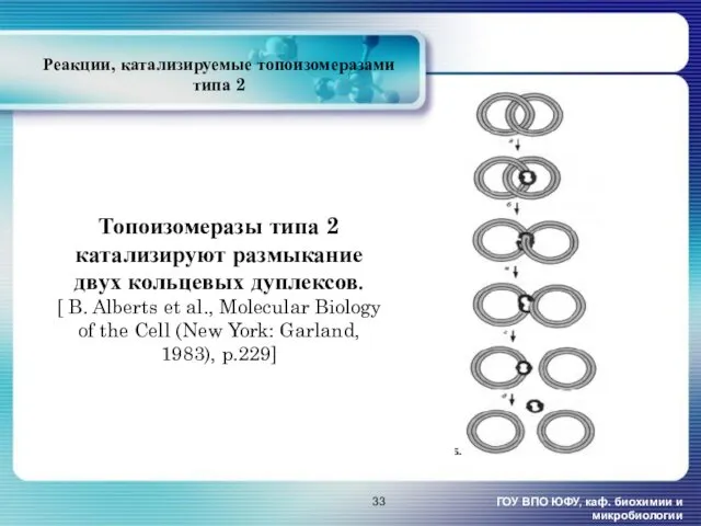 Реакции, катализируемые топоизомеразами типа 2 ГОУ ВПО ЮФУ, каф. биохимии