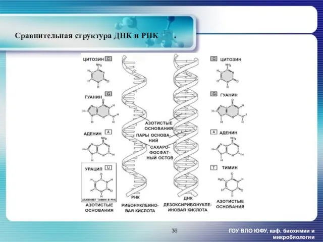 Сравнительная структура ДНК и РНК [5]. ГОУ ВПО ЮФУ, каф. биохимии и микробиологии