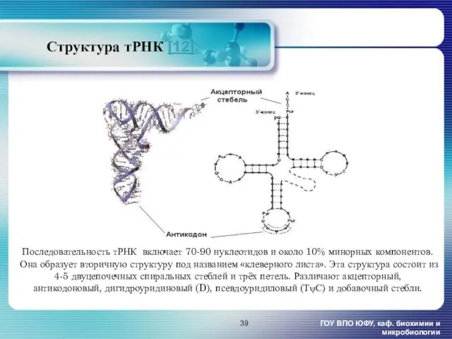 Структура тРНК [12]. ГОУ ВПО ЮФУ, каф. биохимии и микробиологии