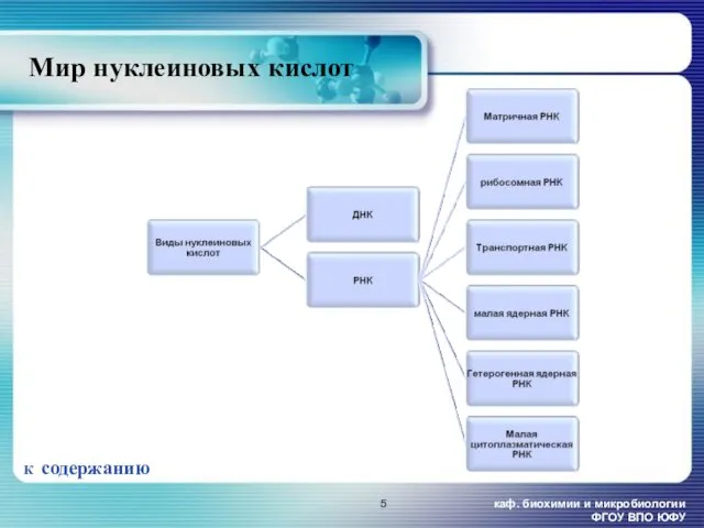 каф. биохимии и микробиологии ФГОУ ВПО ЮФУ Мир нуклеиновых кислот К содержанию