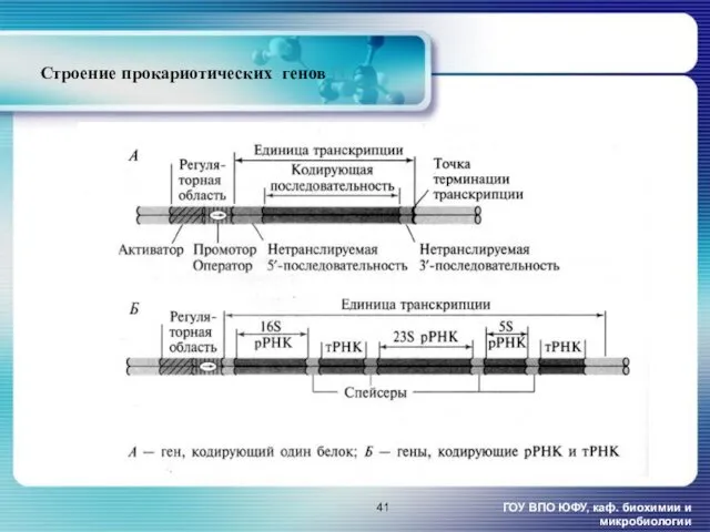 Строение прокариотических генов [1 ГОУ ВПО ЮФУ, каф. биохимии и микробиологии