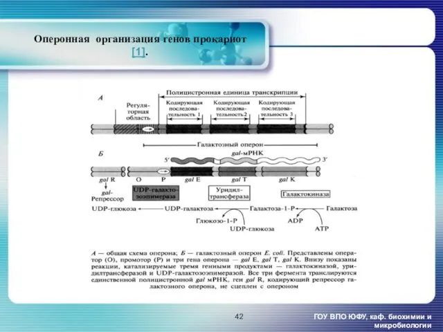 Оперонная организация генов прокариот [1]. ГОУ ВПО ЮФУ, каф. биохимии и микробиологии