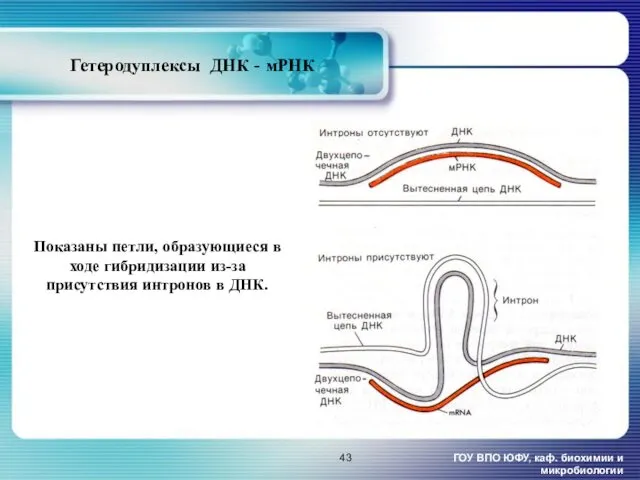 Гетеродуплексы ДНК - мРНК ГОУ ВПО ЮФУ, каф. биохимии и